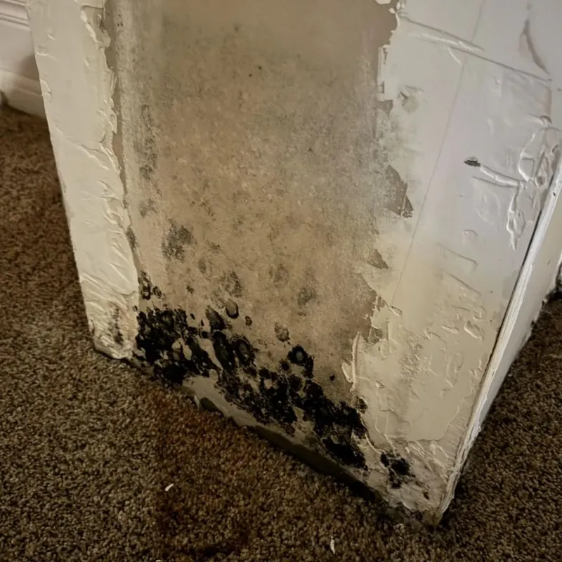 Professional Mold Removal in Bellevue, OH
